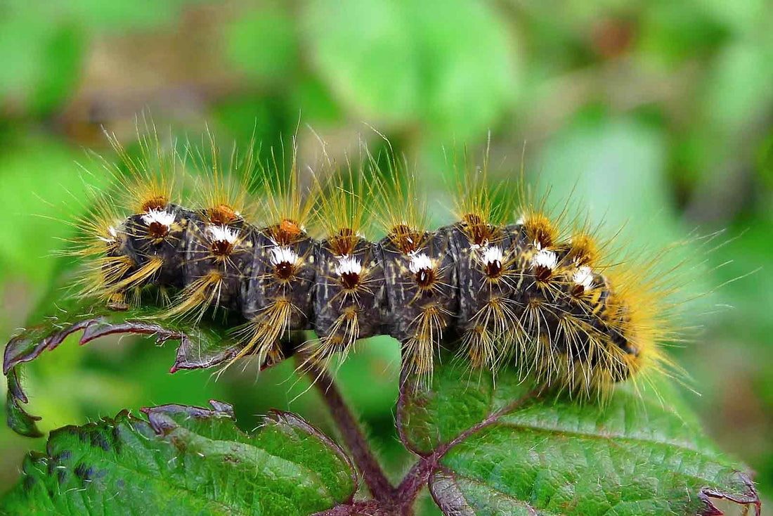 A Closer Look At The Browntail Moth Timeline