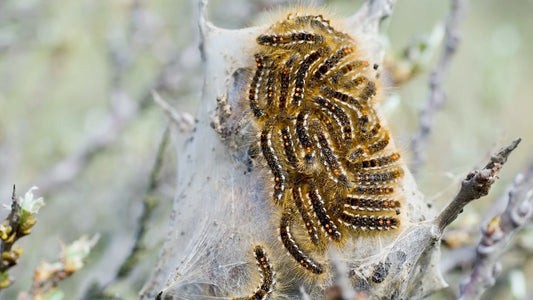 Browntail Moth Season Is Officially Here.