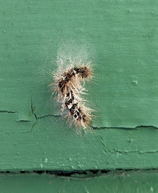 Browntail Moth Update!