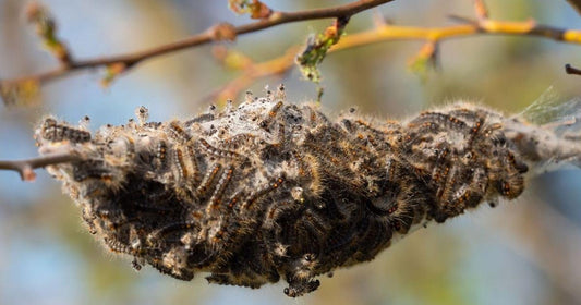 Browntail Moths - Where Are They?