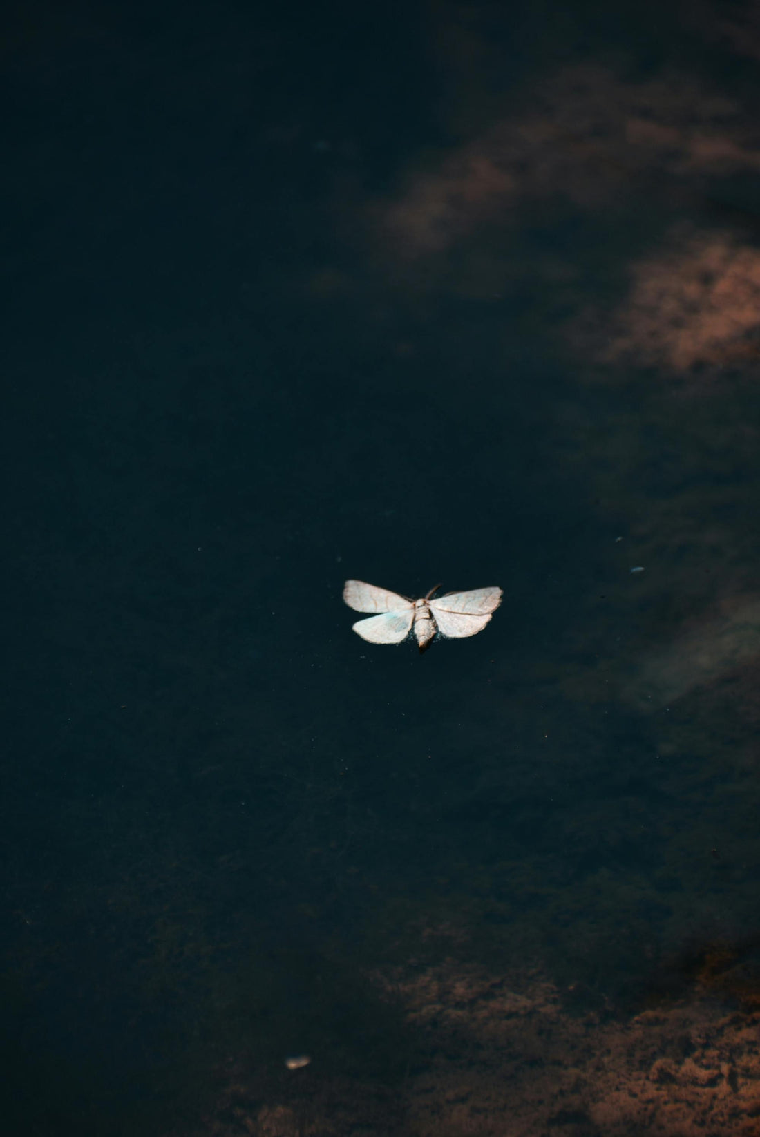 Browntail Moth Season in Maine: Protecting Your Family from Painful Rashes