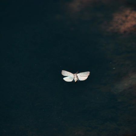 Browntail Moth Season in Maine: Protecting Your Family from Painful Rashes