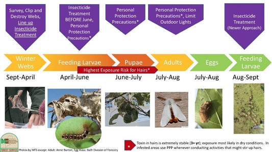 Removing Browntail Moth Nests